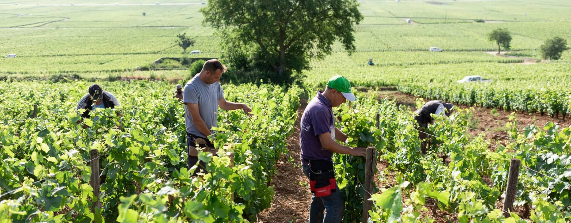 Travaillez à la SDAT